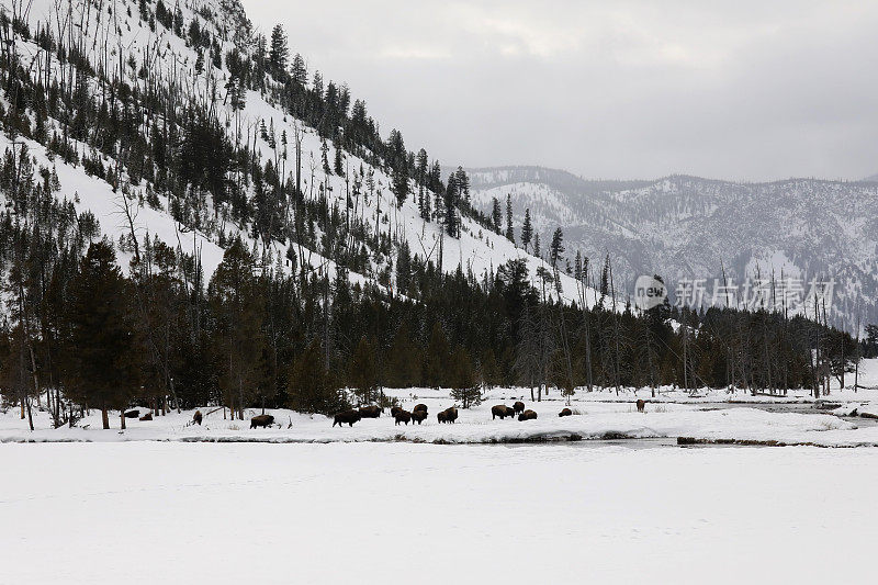 Winter Landscape in Yellowstone